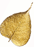 Real leaf dipped in 24kt gold