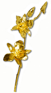 Gold dipped natural orchid